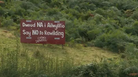 BBC In the Cambrian Mountains there’s strong local opposition to rewilding
