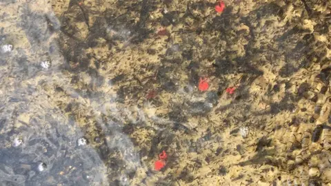 Cazza Dennett Confetti in the sea