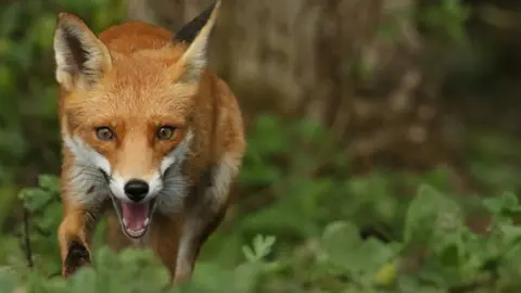 Getty Images red fox