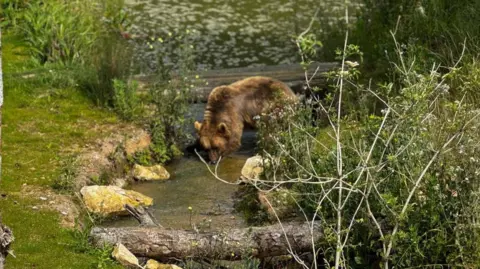 A bear in an enclosure with a waterway, grass and trees