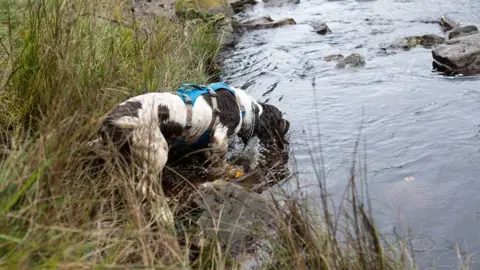 North York Moors National Park Reid the springer spaniel