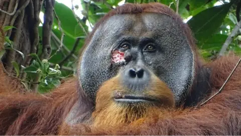 Orangutan with large bloody wound just below right eye