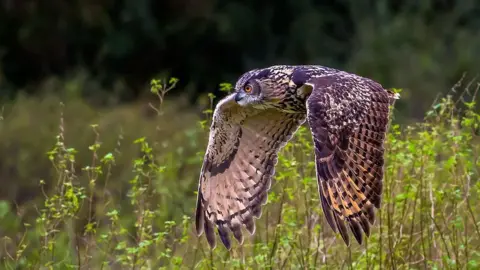 Gary Durbin An owl in low flight over a field with its wings pointing downwards