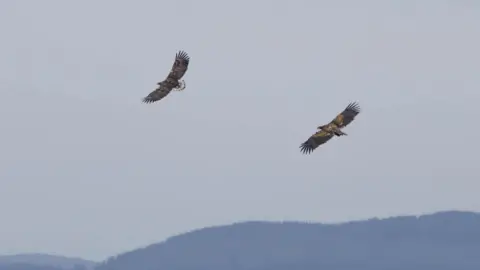 Conor Corbett Two white-tailed eagles in flight. Once can be seen tagged with the letter N, the other with the number 47