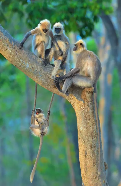 Thomas Vijayan A monkey swinging on the tails of two other monkeys