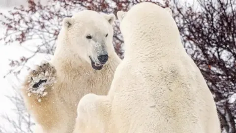 Reuters Polar bears spar near the town of Churchill, Canada. File photo
