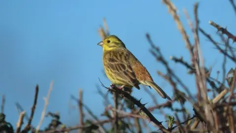 Dorset Wildlife Trust Yellowhammer