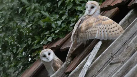 Alan Wicks Barn owls