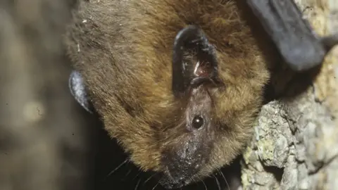 Getty Images A common pipistrelle