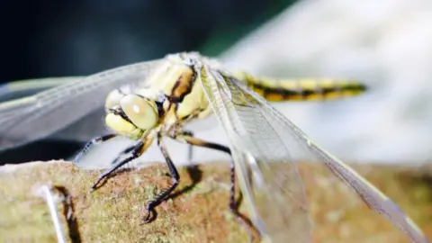 Becca Collacott Dragonfly