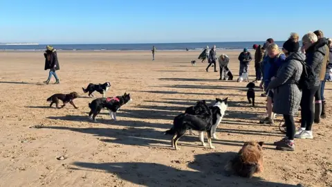 Dogs on the beach at Fraisthorpe