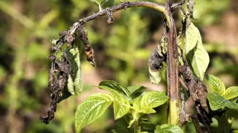 Potato blight