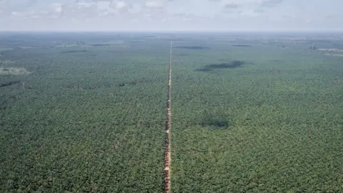 Nopri Ismi Aerial view of palm oil plantations in Indonesia