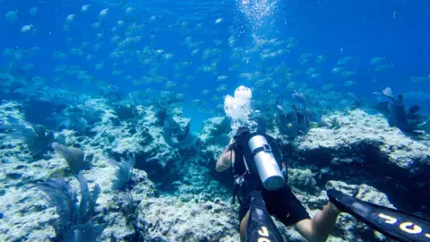 A diver swims around a coral reef in Key West, Florida