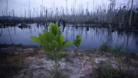 Getty Images Deforestation in Sumatra