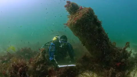 A diver next to cannon on the wreck of HMS Colossus on the seabed off the Isles of Scilly.