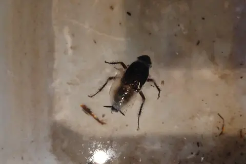 Portsmouth City Council A large cockroach in a glass.