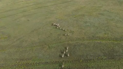 Getty Images Aerial view on the herd of Transcaspian wild ass in the Tarutino steppe in Ukraine