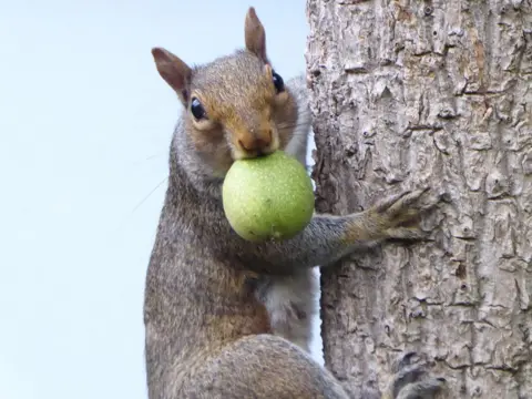 Verna Evans Squirrel with an apple