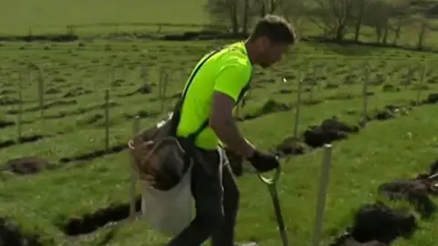 A man planting saplings