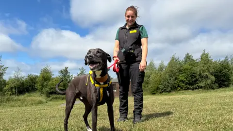 Lauren Hutchinson, wearing black trousers and a green shirt with a black gilet, stands behind Flash, a black and brown lurcher who is wearing a yellow harness and is awaiting his forever home.