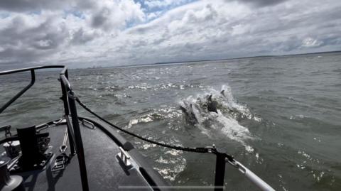 The dolphins riding the waves in the Irish Sea