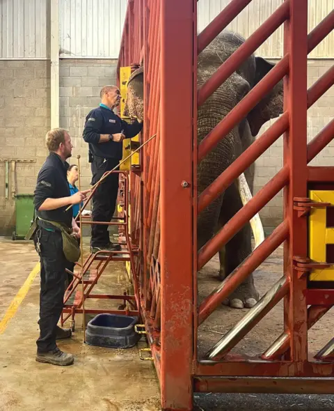 Victoria Gill The team persuade five-tonne Aung Bo, the Asian bull elephant, to position himself so vets can take a blood sample