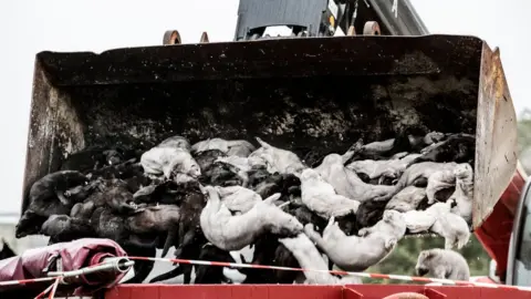 Getty Images Mink culling, Denmark