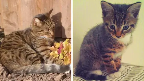Two photographs of the same tabby cat. On the left he is sitting outside and is older, on the right he is sitting on a basket and is a kitten.