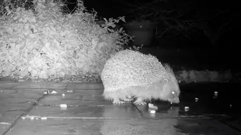 A three-legged hedgehog