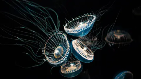 Getty Images Crystal jellyfish are normally found in warmer waters but more were spotted in the UK in the last 12 months