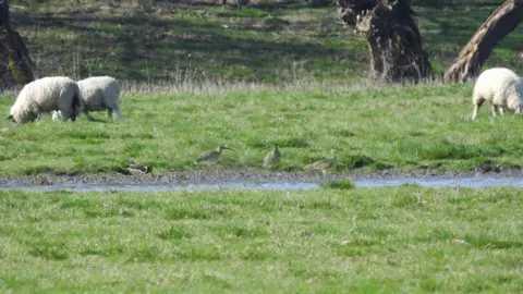 Julie Cuthbert Curlews and sheep at Waterstock flood meadows