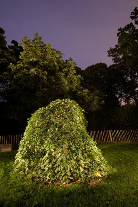 Niall Benvie/WTML The Camperdown elm