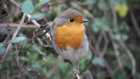 Mandy Llewellyn Robin