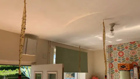 Michaela Sadler Fly strips covered with flies in a house