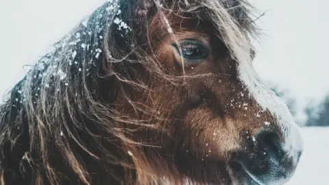 Rikki Lewis A pony in the snow