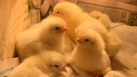 Linjoy Wildlife Sanctuary Chicks