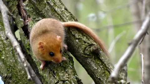 Getty Images A dormouse