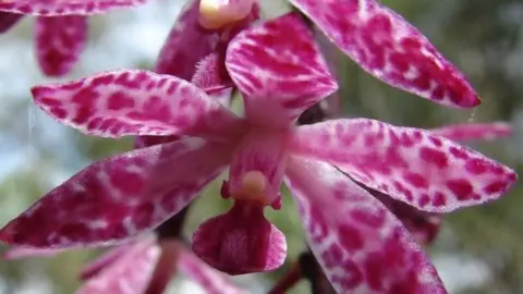 ARMBRUSTER orchid