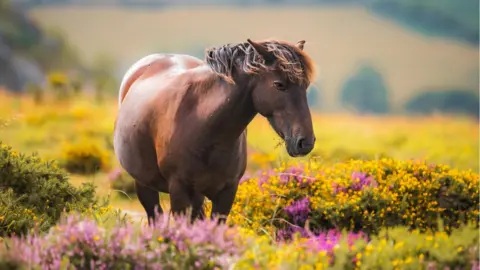 Jack Brennan Dartmoor pony