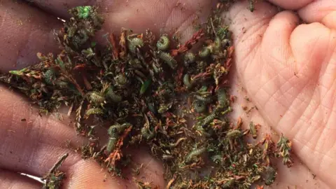 North Yorkshire Moors Moorland Organisation A handful of larvae