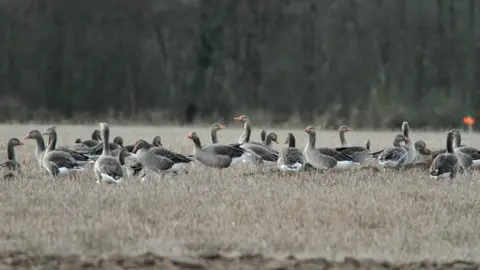 NEIL G MORRIS Greylag geese in England