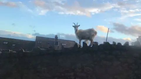 Angharad Radley A Kashmiri goat on a Llandudno wall