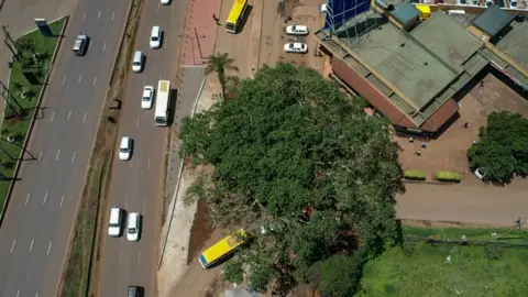 AFP An aerial view of the fig tree, Nairobi, Kenya - October 2020