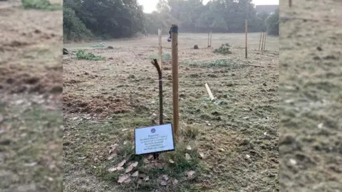 Jeff Henry A vandalised tree in Victoria Park, Laindon