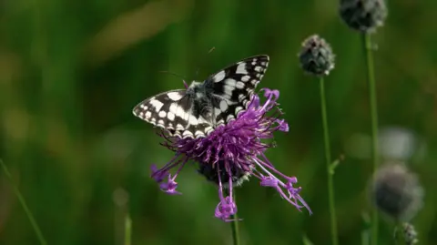 Tim Graham/Getty Images A white butterfly with black speckled areas on a purple thistle. The background is faded
