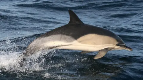 Dr Ryan Conor Common dolphin