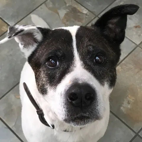 Steve Moylan Bruce, the "rescue centre mongrel"