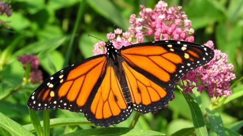 Monarch butterflies: Iconic species now listed as endangered - BBC ...