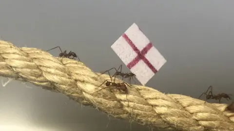 Leaf cutter ants at Cannon Hall Farm in Barnsley, South Yorkshire